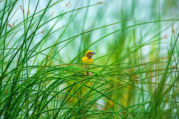 A beautiful Indian bird perched 