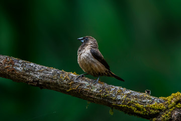 A beautiful Indian bird perched 