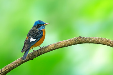 A beautiful Indian bird perched 