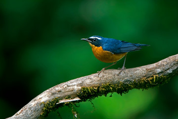 A beautiful Indian bird perched 