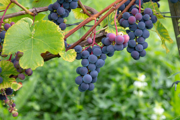 The bunches of grapes ripen in the vineyard. Grapes grown for wine.