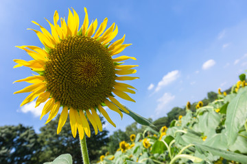 Sunflowers fields