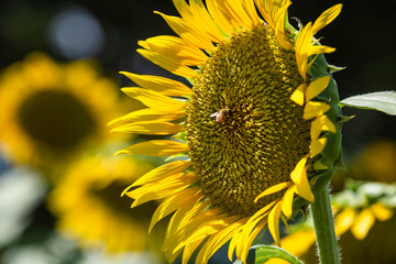Sunflowers fields
