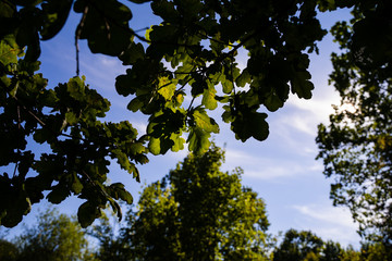 green leaves against the blue sky. oak leaves. sunny day forest. atmospheric nature background