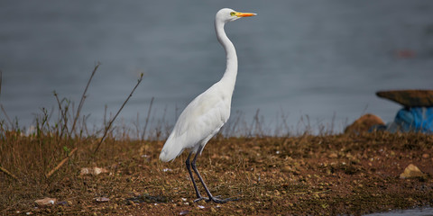 This guy has been placed on sentry duties to ensure there are no intruders trespassing into their pollution free environment away from the humankind, how serene and beautiful this guy is looking.