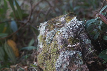 pedra com musgos e folhas verdes