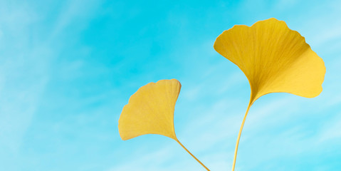 Yellow fall leaves of ginkgo biloba tree isolated on blue sky background. Colorful autumn...