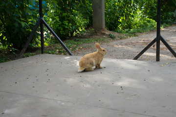 red bunny with long ears