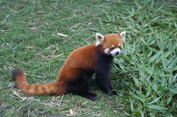  Roter Panda Portrait Kleiner Panda