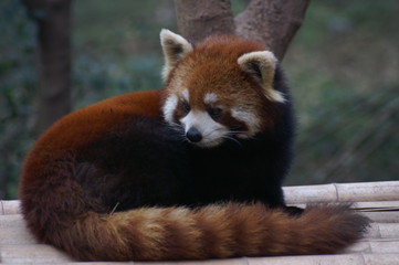  Roter Panda Portrait Kleiner Panda