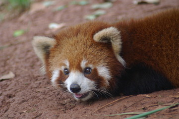  Roter Panda Portrait Kleiner Panda