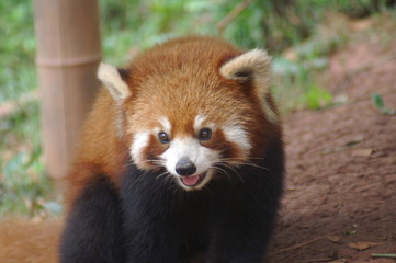  Roter Panda Portrait Kleiner Panda