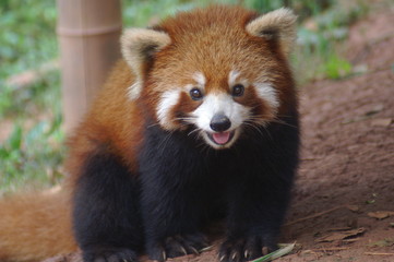  Roter Panda Portrait Kleiner Panda