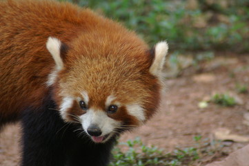  Roter Panda Portrait Kleiner Panda