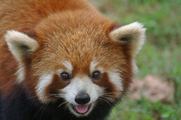  Roter Panda Portrait Kleiner Panda