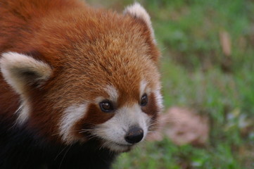  Roter Panda Portrait Kleiner Panda