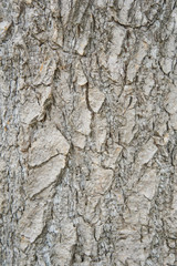 wood bark texture background Pattern
