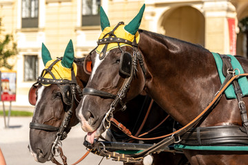 Obraz premium horses waiting in the courtyard of the Belvedere Castle in Vienna