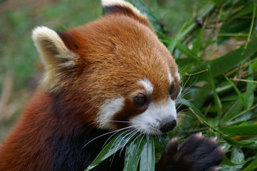 Roter Panda Portrait Kleiner Panda
