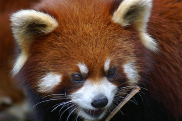 Roter Panda Portrait Kleiner Panda