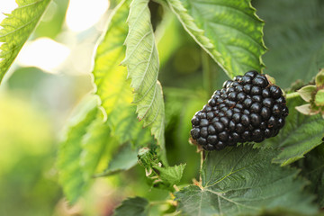 Blackberry bush with tasty ripe berry in garden, closeup