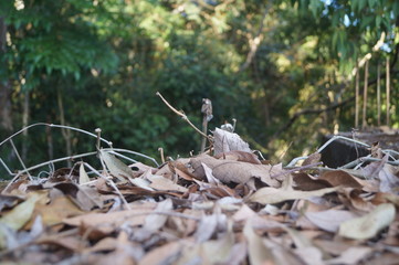 folhas secas no chão com um fundo da floresta
