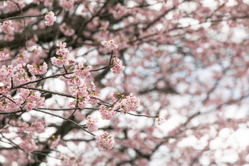 満開の桜　春
