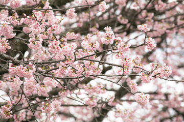 満開の桜　春