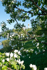 Fototapeta na wymiar Branches of blooming apple trees on the background of the Vologda River and St. Sophia Cathedral. Vologda, Russia
