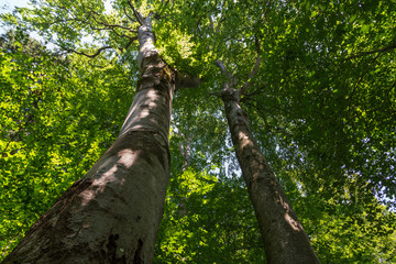 Fototapeta premium Tree from below. The tree seen from below with the blue sky in the morning sun,blur abstract background