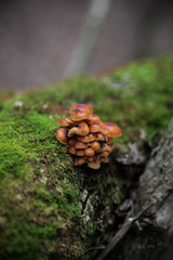 Small mushrooms on a mossy log. Autumn forest, mycology.