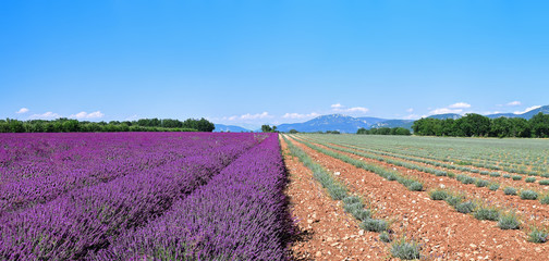 Fototapeta na wymiar Field of lavender half harvested. Provence, France. Lavender harvest season