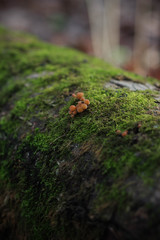 Small mushrooms on a mossy log. Autumn forest, mycology.