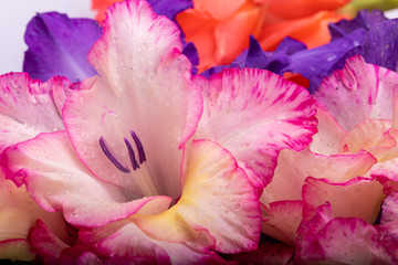 Fototapeta na wymiar Close up of beauty colorful gladiolus flower