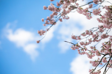 満開の桜　春