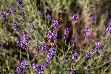 Colorful Butterfly on the blooming lavender flowers