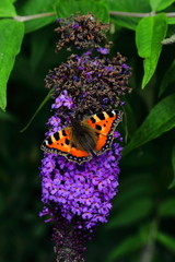 Piękny motyl na kwiecie Budlei kwitnącym latem w ogrodzie botanicznym
