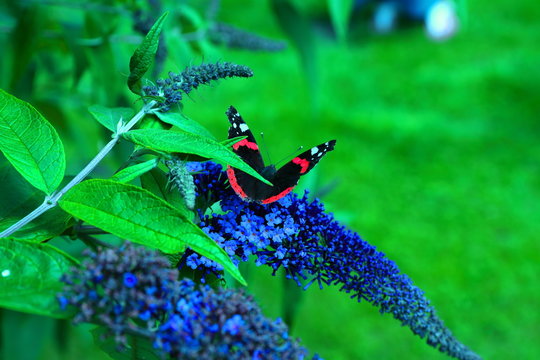 Piękny motyl na kwiecie Budlei kwitnącym latem w ogrodzie botanicznym