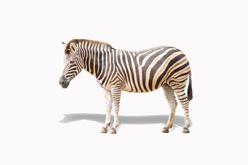 zebra isolate on white background clipping path