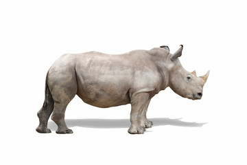 Naklejka premium rhino isolate on white background clippingpath