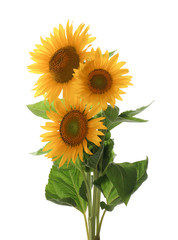 Obraz premium Beautiful bright blooming sunflowers on white background