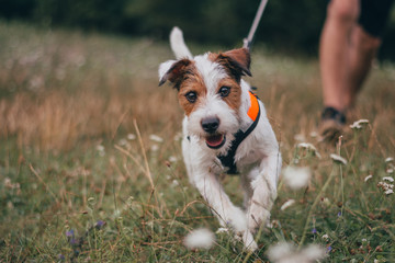 Cute Portrait of Parson Russell Terrier in Orange Pulling Harness