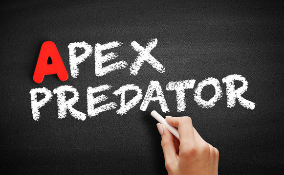 Apex Predator Text On Blackboard, Concept Background