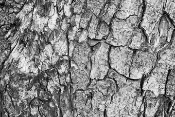 Backgroun the bark of a tree that traces cracking