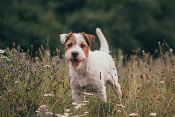 Cute Parson Russell Terrier Portrait in Nature