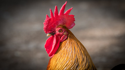 Isolated close up portrait of a single rooster- Israel