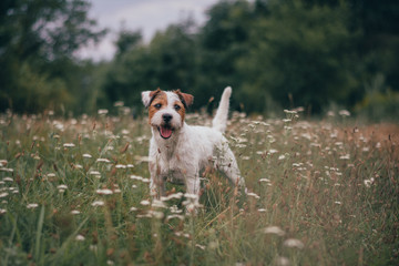 Cute Parson Russell Terrier Portrait in Nature