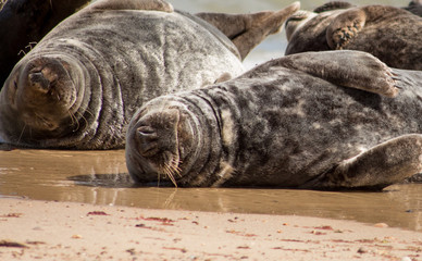 Seals in Norfolk