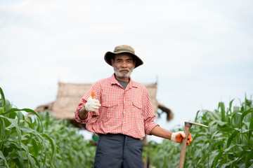 Image of a senior Asian farmer standing with a hoe in a wheat field.