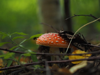 Fly agaric in the forest. Close-up, high-quality image.